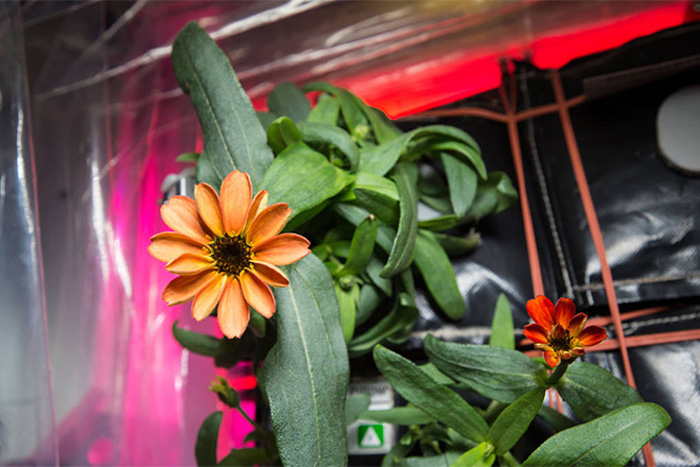 How This Flower Was Saved From Space Station Mold